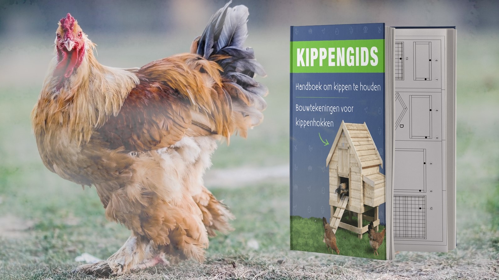 kippengids-bannerkippengids review - banner